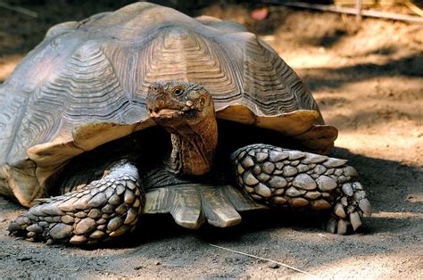  「Dancing Tortoise」：關於慢與快、智慧與愚蠢的南非民間故事！